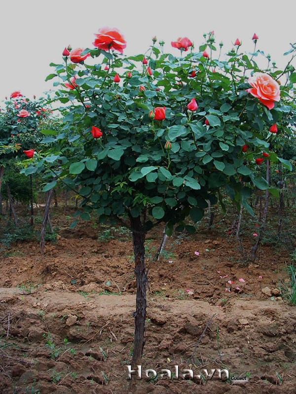 COMBO 3 GỐC HỒNG THÂN GỖ 2 BỤI