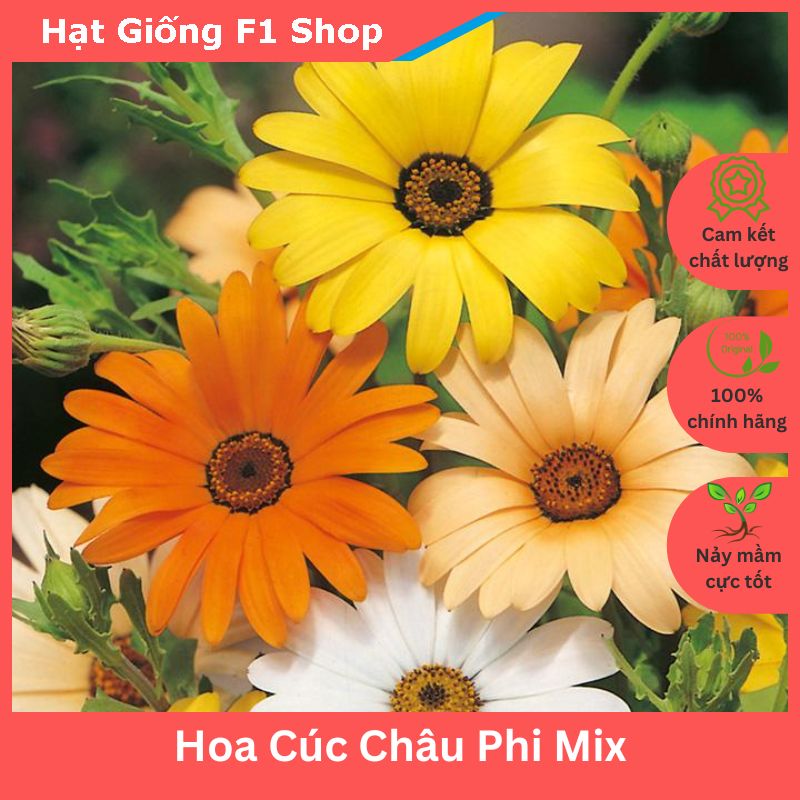 Hạt Giống Hoa Cúc Châu Phi F1 Nhiều Màu Dễ Trồng Mix (022.F1)