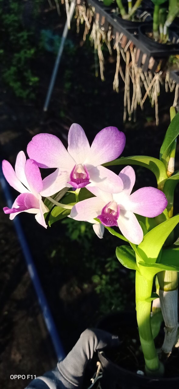 Chậu cây lan Dendro màu hồng pha trắng