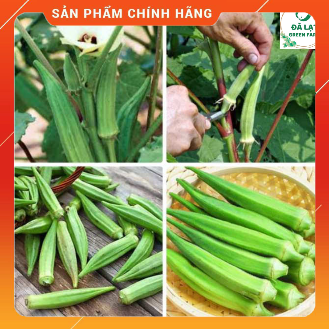 20gr_hạt giống đậu bắp xanh