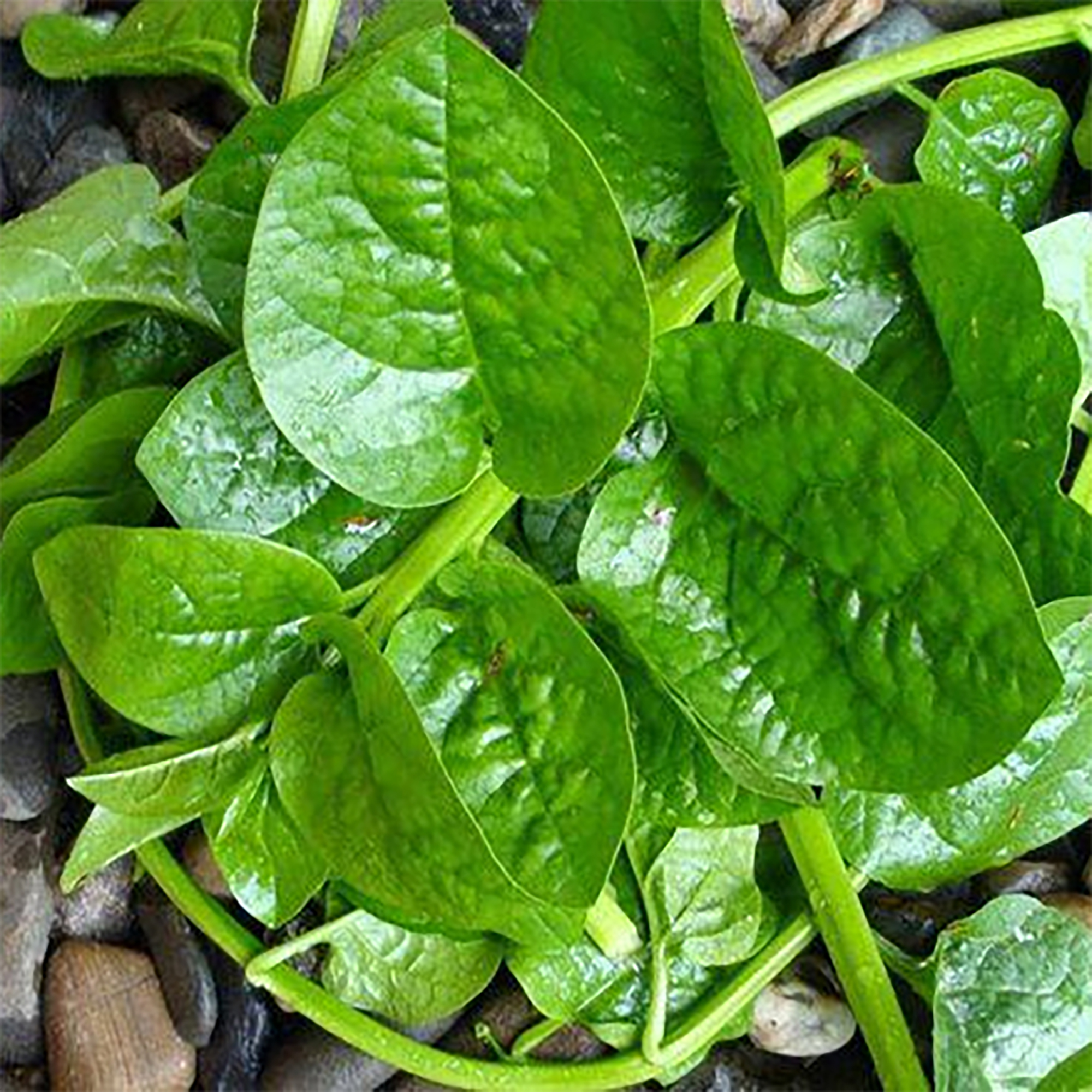 Hạt giống rau mồng tơi lá to Thuận Điền gói 10g