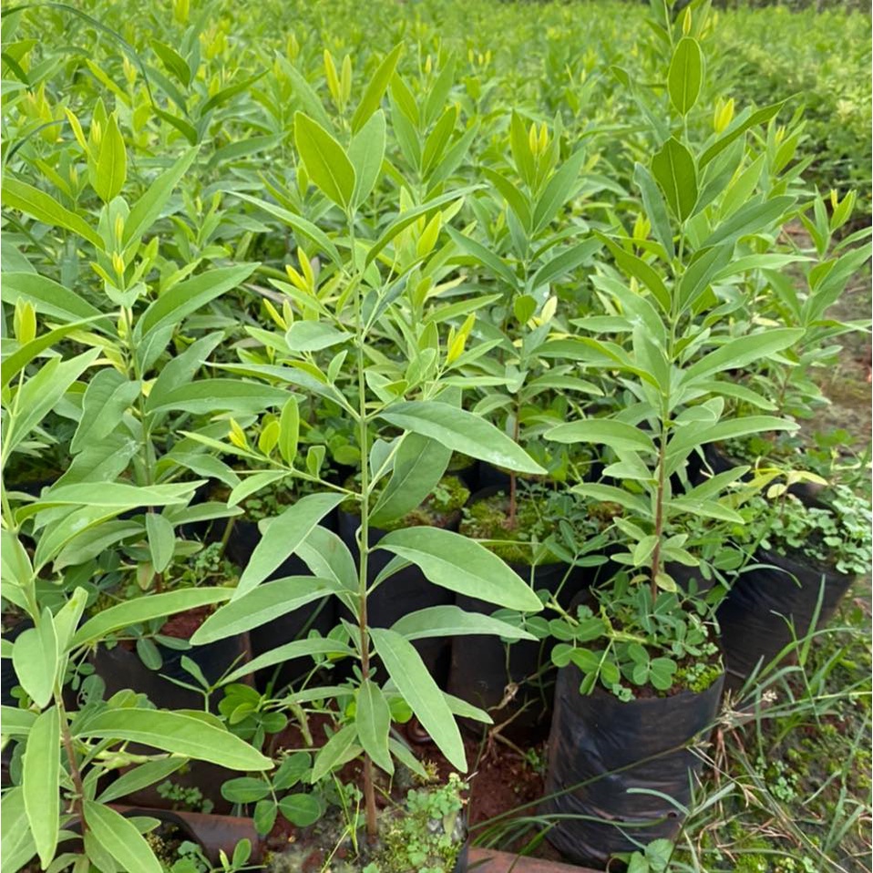Cây giống đàn hương trắng Ấn Độ
