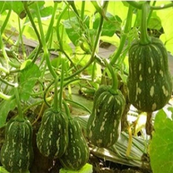 [HCM]10 Hạt Giống Bí Đỏ Hạt Đậu Lai F1