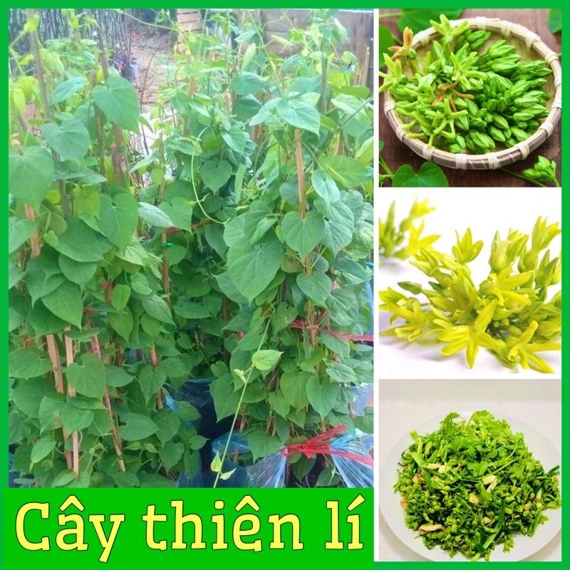 Cây giống hoa thiên lý siêu hoa