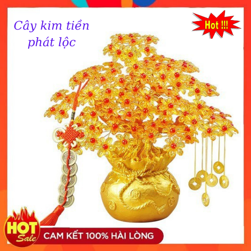 Cây kim tiền phát tài phát lộc trang trí ngày tết , Cây kim tiền cầu tài lộc và may mắn