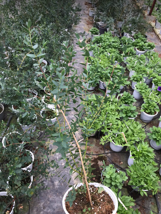 Lá kiếm, cây khuynh diệp lá bạc nhỏ - parvifolia eucalyptus cao 80-100cm