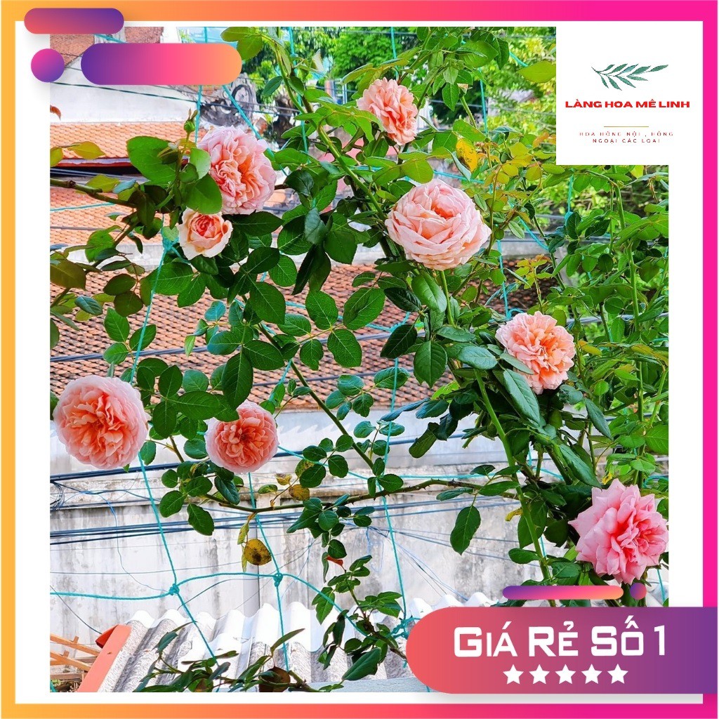 Hoa Hồng NGOẠI Abraham Darby 💐💐 với hương thơm nồng nàn.💐💐