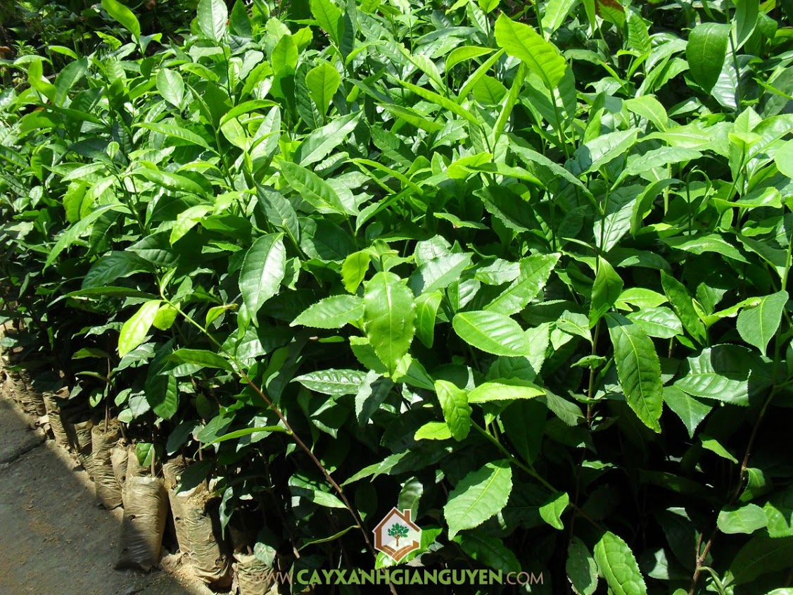 10 cây chè xanh