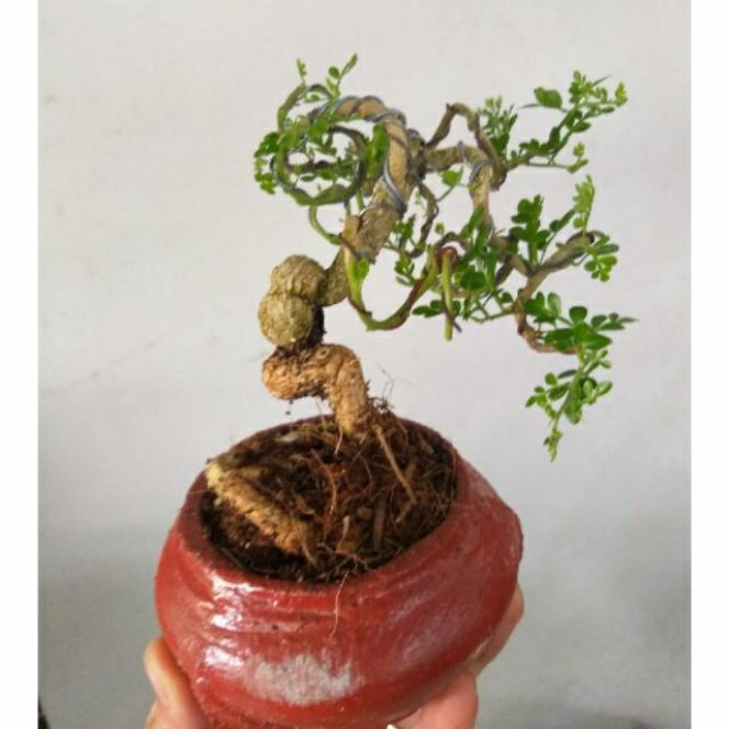 Cần Thăng Bonsai mini