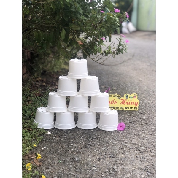 Combo 10 Chậu nhựa trắng T10 trồng xương rồng- sen đá - cây mini