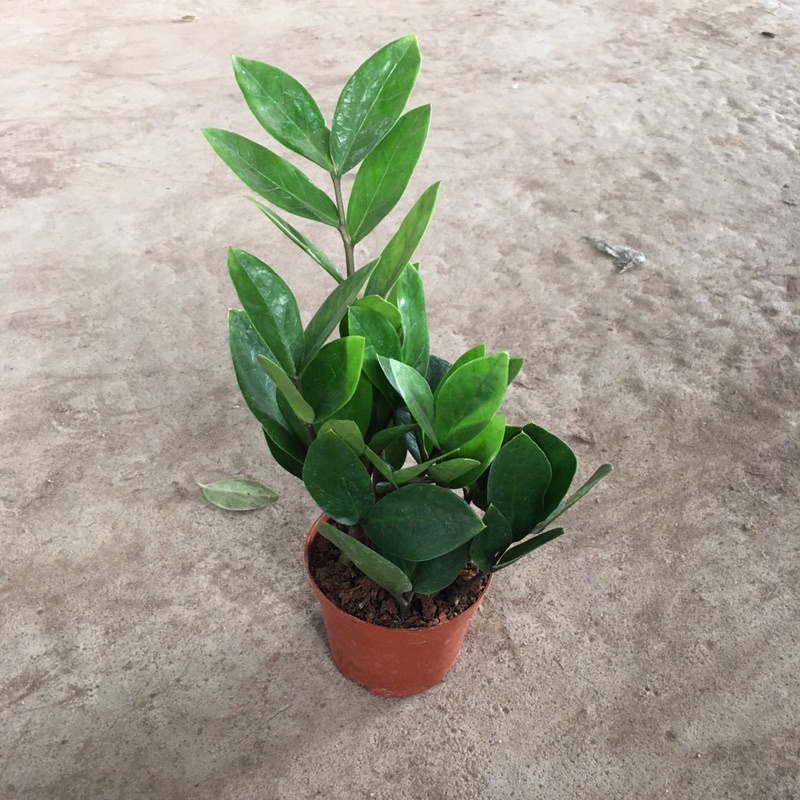 Cây kim tiền phong thuỷ mini để bàn,chậu đỏ nhiều nhánh