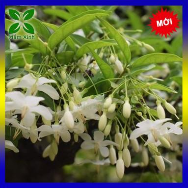 Mai chiếu thủy chiết cành, cây nhỏ, chậu cây mai chiếu thủy vượng phong thủymầm xinh