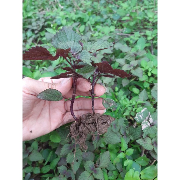 Cây giống tía tô