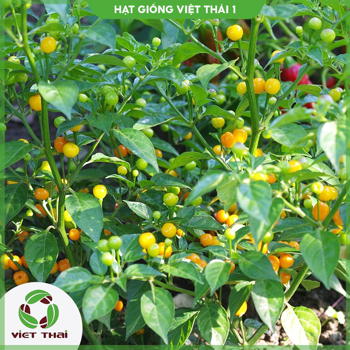 Hạt giống ớt charapita peru siêu cay - hgvt1