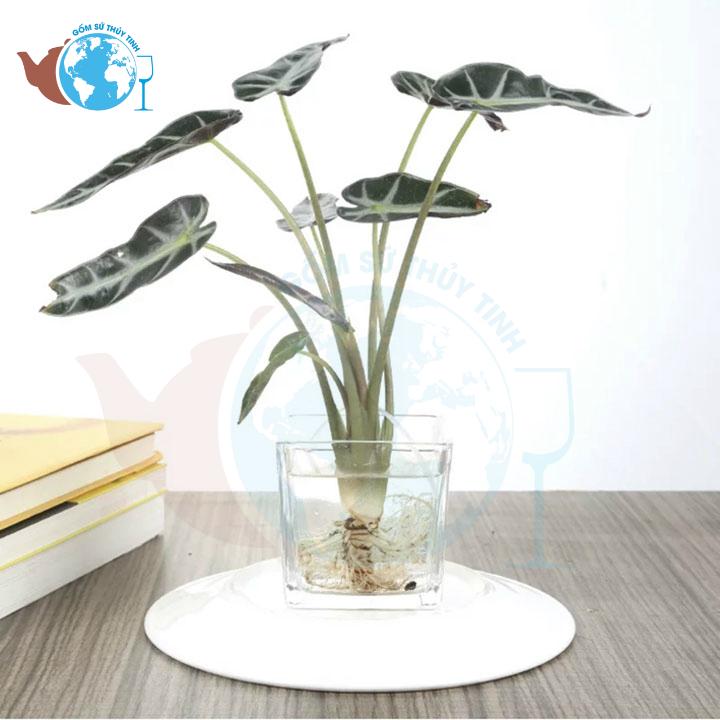 Bình bông lọ hoa trụ vuông 6cm x 6cm