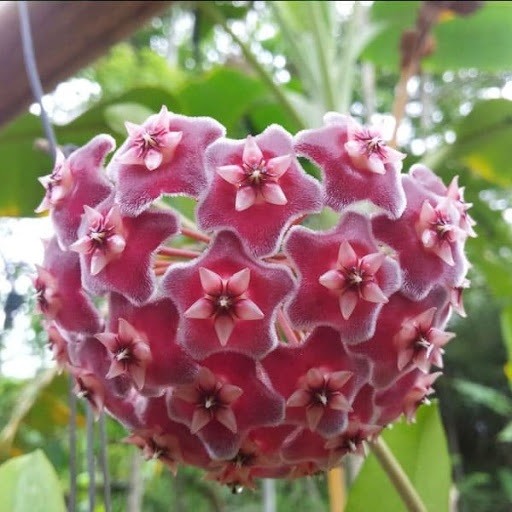 Cây hoa lan cẩm cù màu đỏ siêu hoa - 678