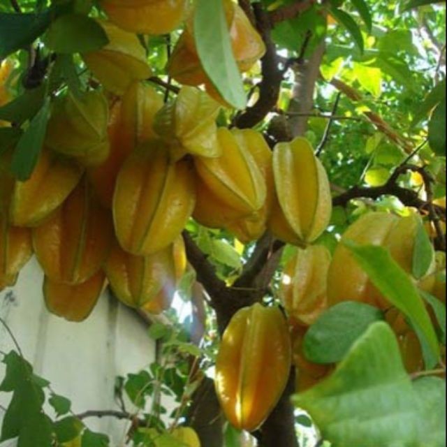 CÂY KHẾ CHUA - CÂY GIỐNG CHUẨN F1 - SIÊU QUẢ, CAM KẾT GIỐNG CHUẨN + Tặng 2 Cây Quế Giống