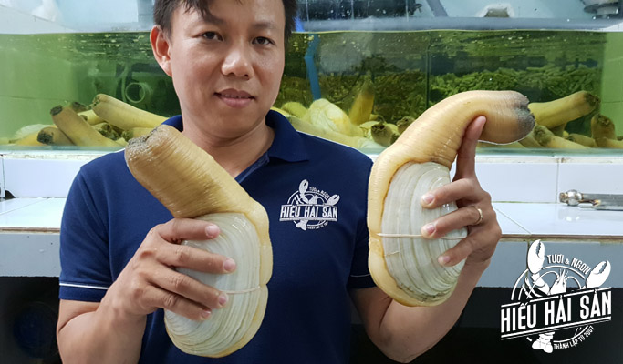 [giao nhanh hcm] ốc vòi voi canada tươi sống, sản phẩm nhập khẩu cao cấp, size 1-2kg con (1kg) được kiểm hàng 2