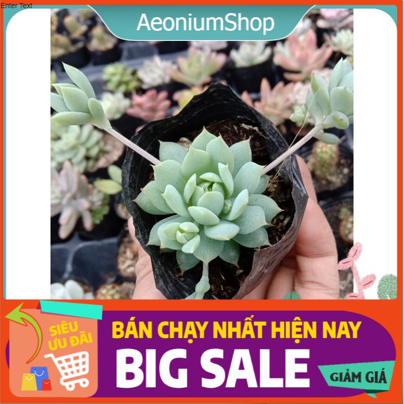 Sen Đá Dù Kim Mini, Xuất Xứ Đà Lạt, Lỗi 1 Đổi 1 ❣️