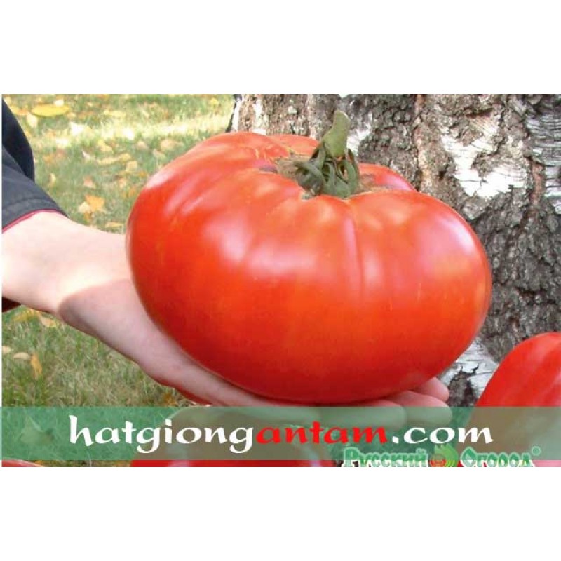 Hạt giống cà chua lai f1 rado 29 rạng đông gói 0.3gram