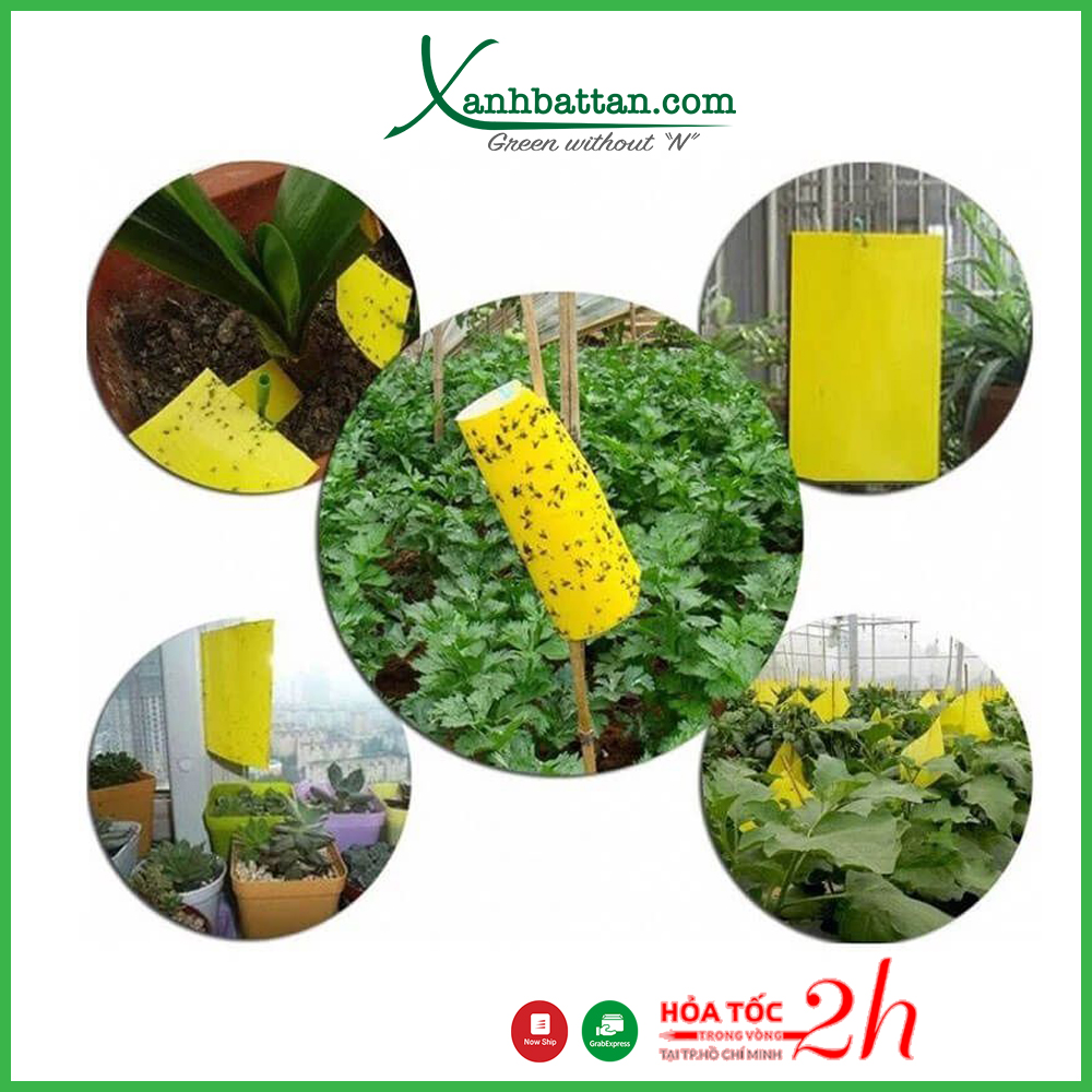 Miếng dán bẫy côn trùng - bẫy ruồi vàng và bọ trĩ 20x22 cm