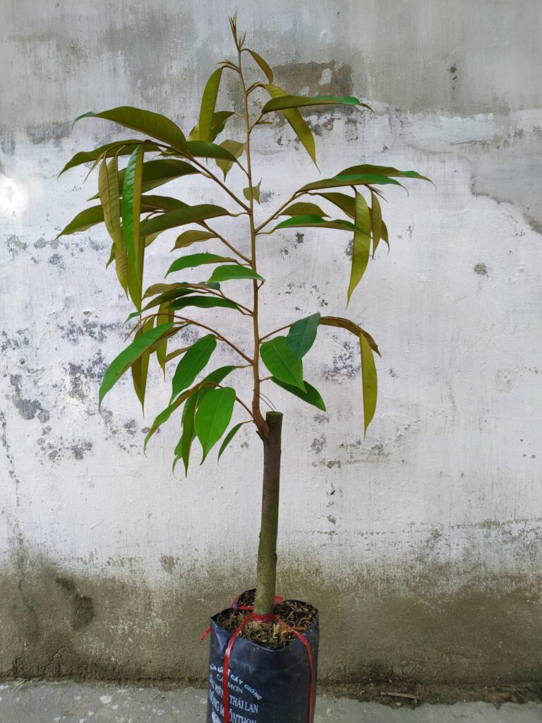 Cây giống Sầu Riêng Dona ghép giống chuẩn ( Bầu To, gốc lớn 3 năm ).