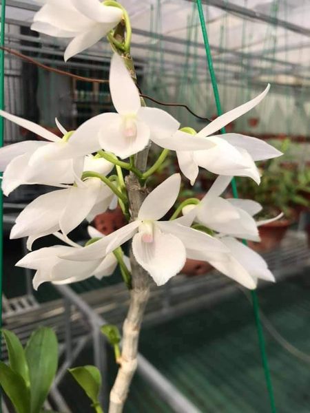 Hoa lan 5ct long điền