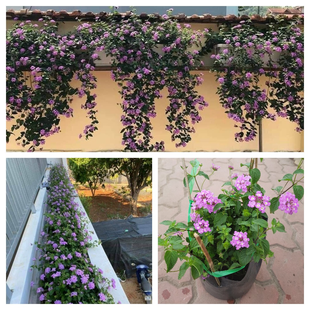 Cây hoa ngũ sắc tím rủ trang trí ban công tuyệt đẹp Minh Hân Garden