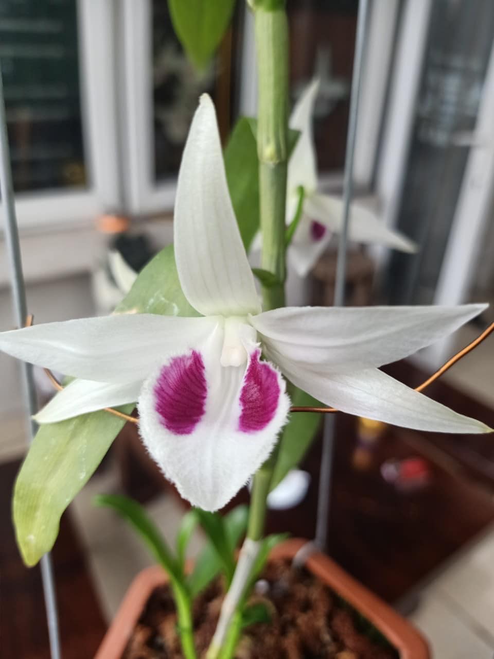 Phi điệp 5ct mày ngài cây giống năm 2 hàng tự thụ