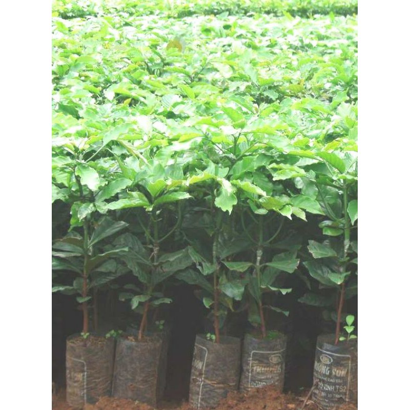 Cây giống cà phê ghép siêu trái