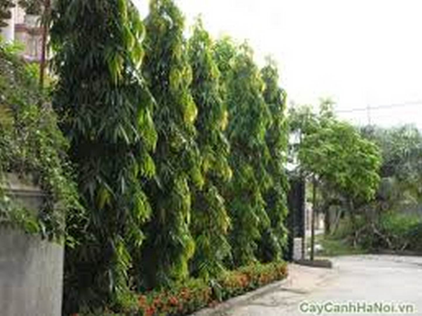 combo 6 cây Hoàng Nam