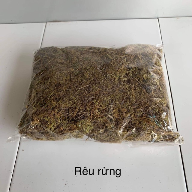 Rêu rừng đã xử lý trồng Lan