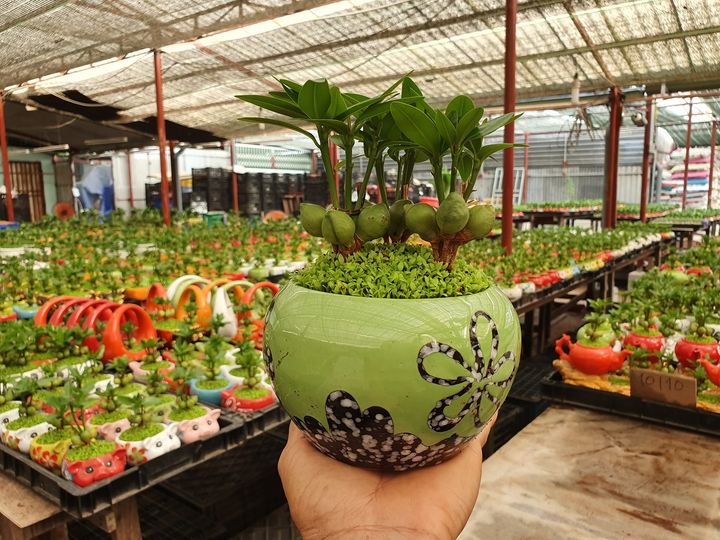 Chậu cây Tài Lộc 3 thân / cây phong thủy để bàn