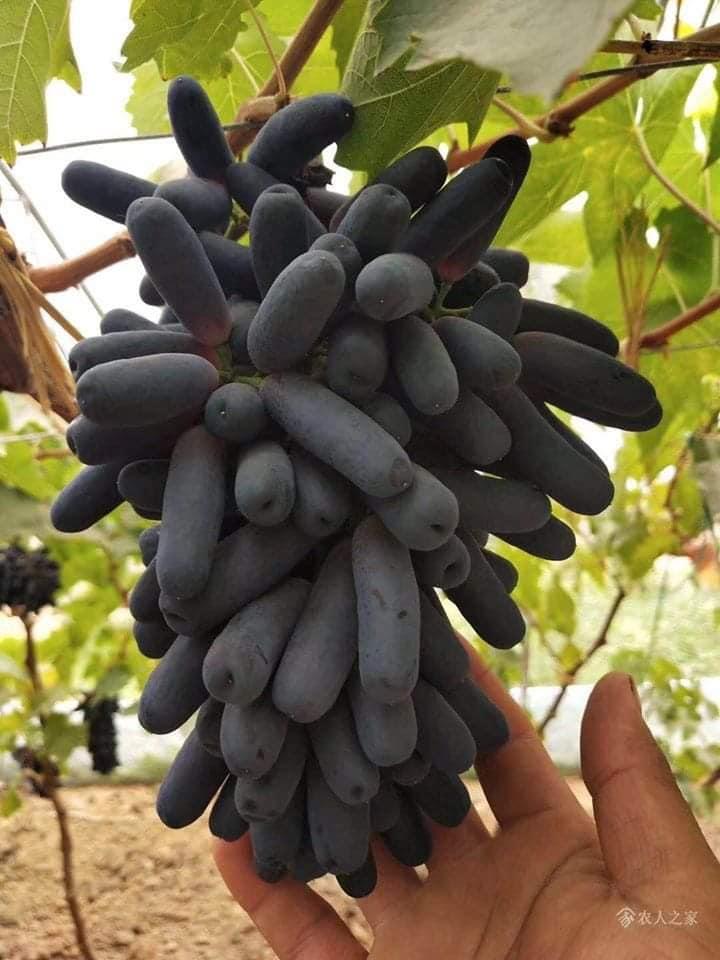 CÂY GIỐNG NHO NGÓN TAY MỸ KHÔNG HẠT