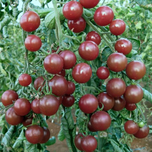 Hạt giống cà chua bi socola