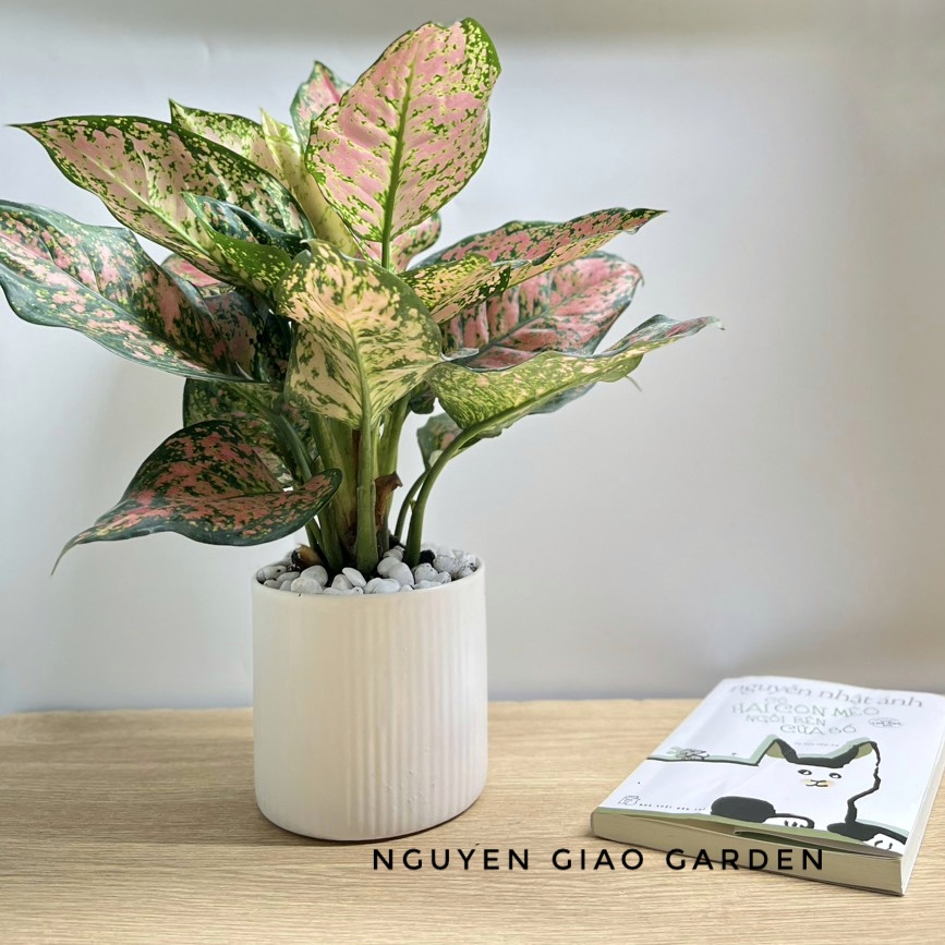 Cây vạn lộc chậu sứ, cây phong thủy may mắn dễ chăm sóc