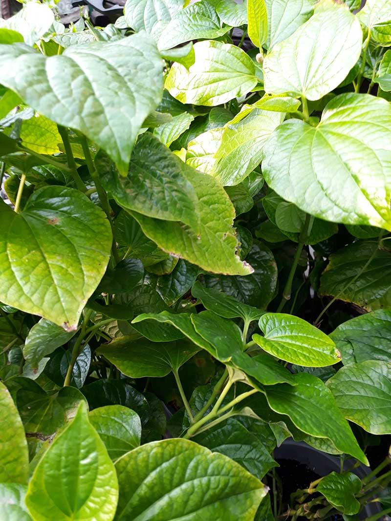 15 Cây lá lốt giống đã ra rễ khỏe mạnh bảo hành sống