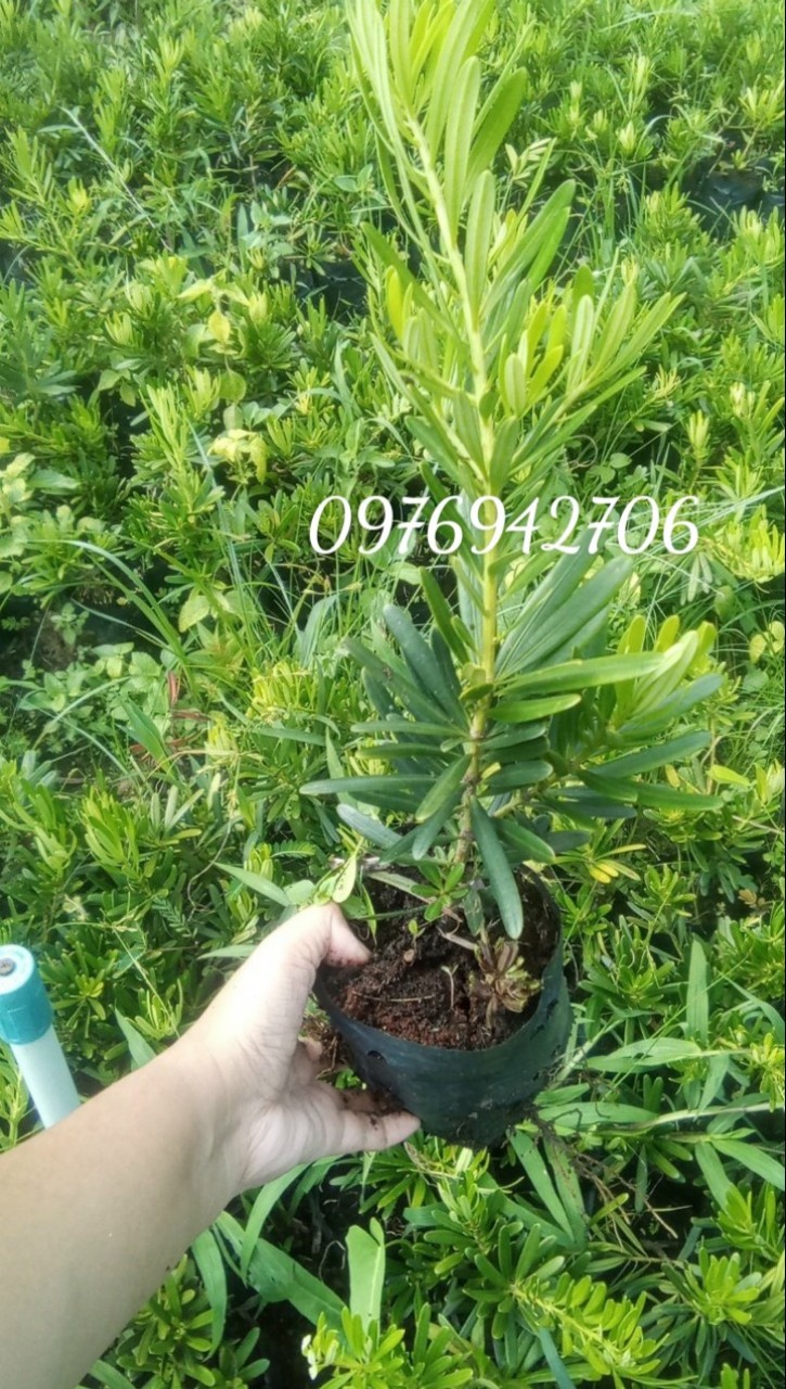Combo 4 cây tùng đài loan giâm cành thuần chủng cao 30-40cm