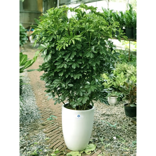 CÂY NGŨ GIA BÌ CHÂN CHIM LÁ XANH , CÂY PHONG THỦY, VƯỢNG TÀI LỘC CHO GIA CHỦ