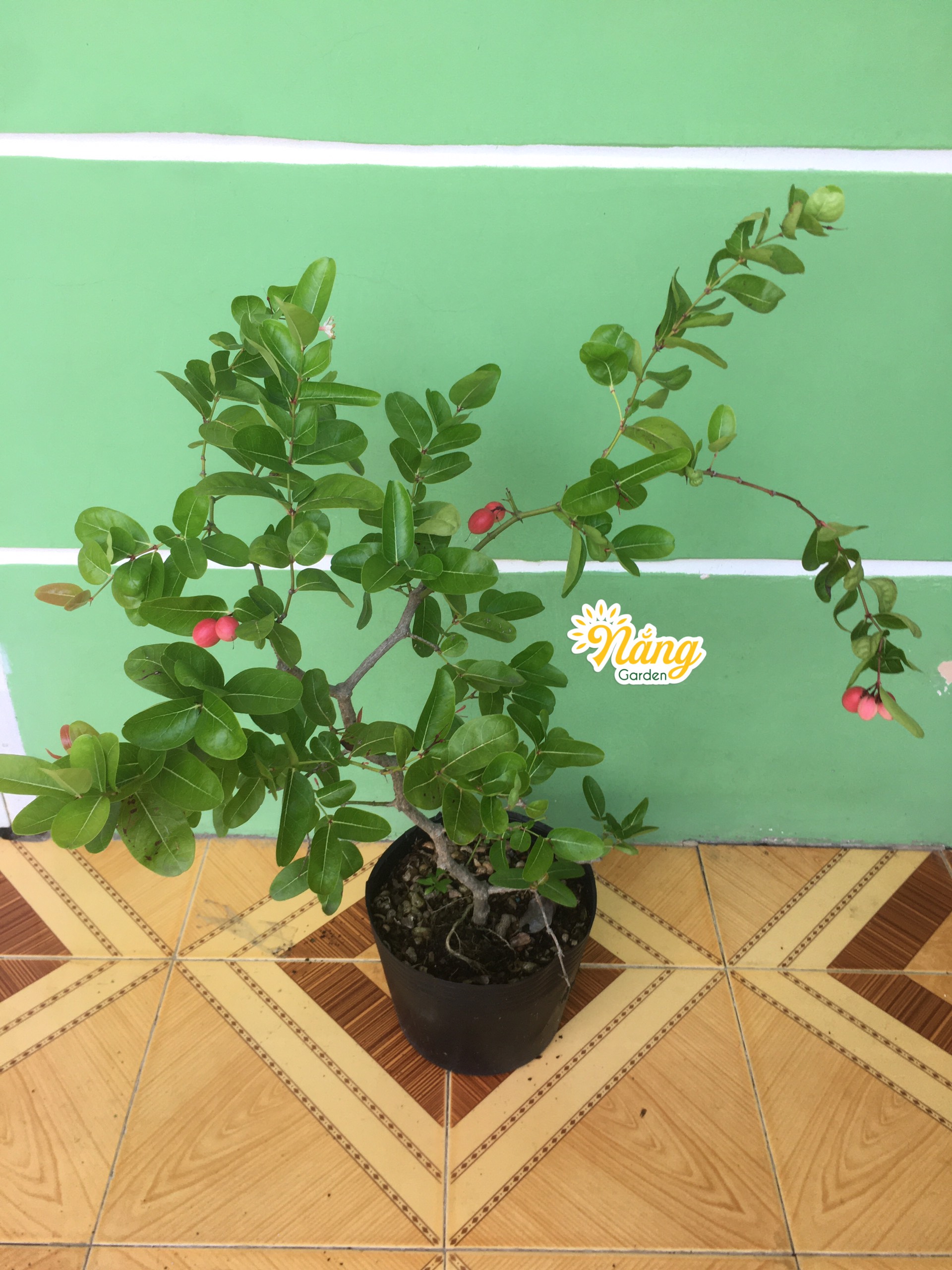 Cây Siro sẵn trái ( cây chiết)