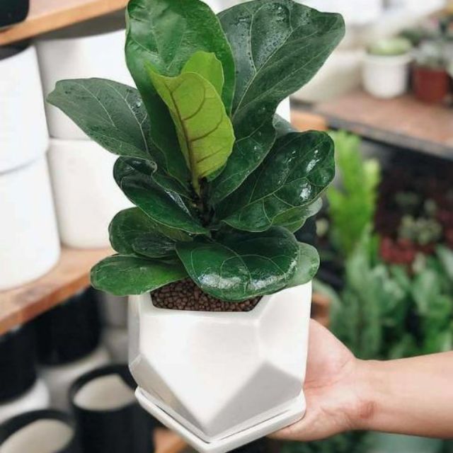 Cây bàng sing- cây để bàn, cam kết hàng đúng mô tả, chất lượng đảm bảo an toàn đến sức khỏe người sử