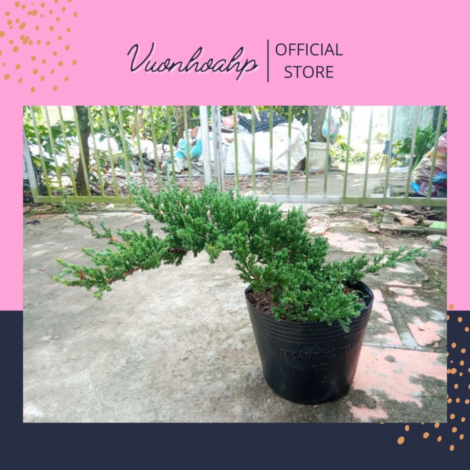 Cây tùng xà , cây trang trí sân vườn, bàn làm việc, ảnh thật, lỗi 1 đổi 1