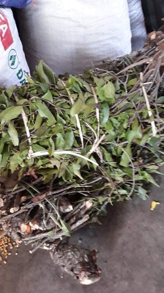 Tầm gửi gạo tía -1kg