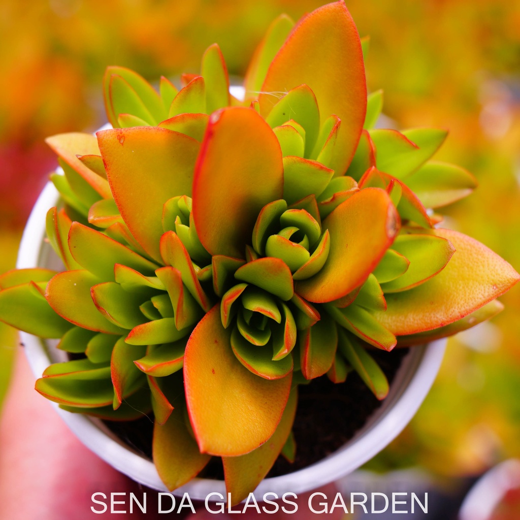 Sen đá tứ phương cam glass garden chậu size trung 9cm, hàng đà lạt, lỗi 1 đổi 1