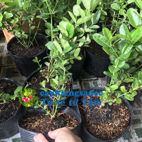caykiengsadec - Cây siro - Tặng phân bón cho cây - hoa kiểng lá - trang trí nội thất sân vườn cảnh quan ngoài trời