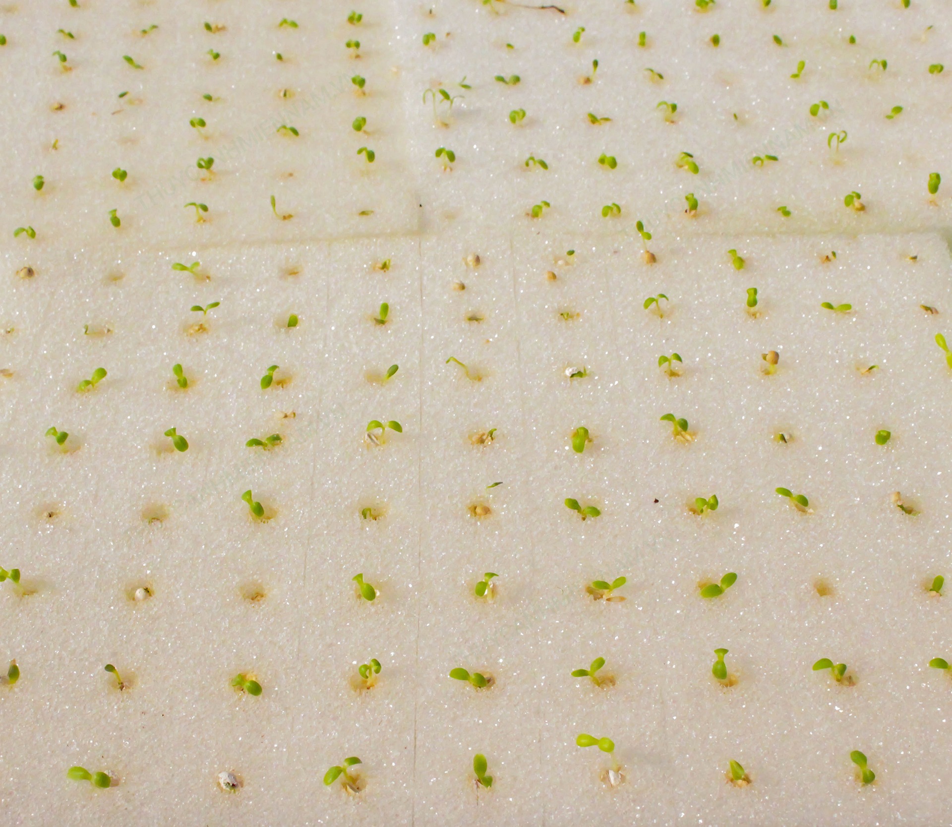 [HOT] Đất Ươm Hạt Trồng Rau Thủy Canh Bằng Mút Xốp ~ 500 Đv Ươm