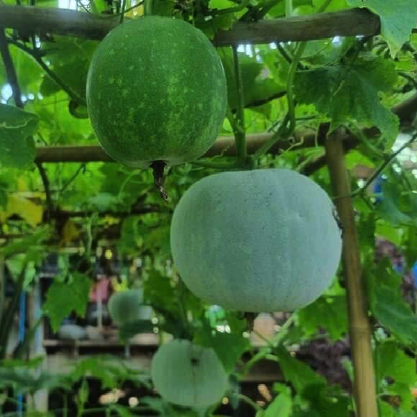 Hạt giống bí xanh nếp Thái Lan