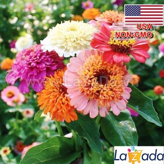 20h Hạt Giống Hoa Cúc Lá Nhám Kép Flan Mix (C4.200| -KD: B42*V73*M221)