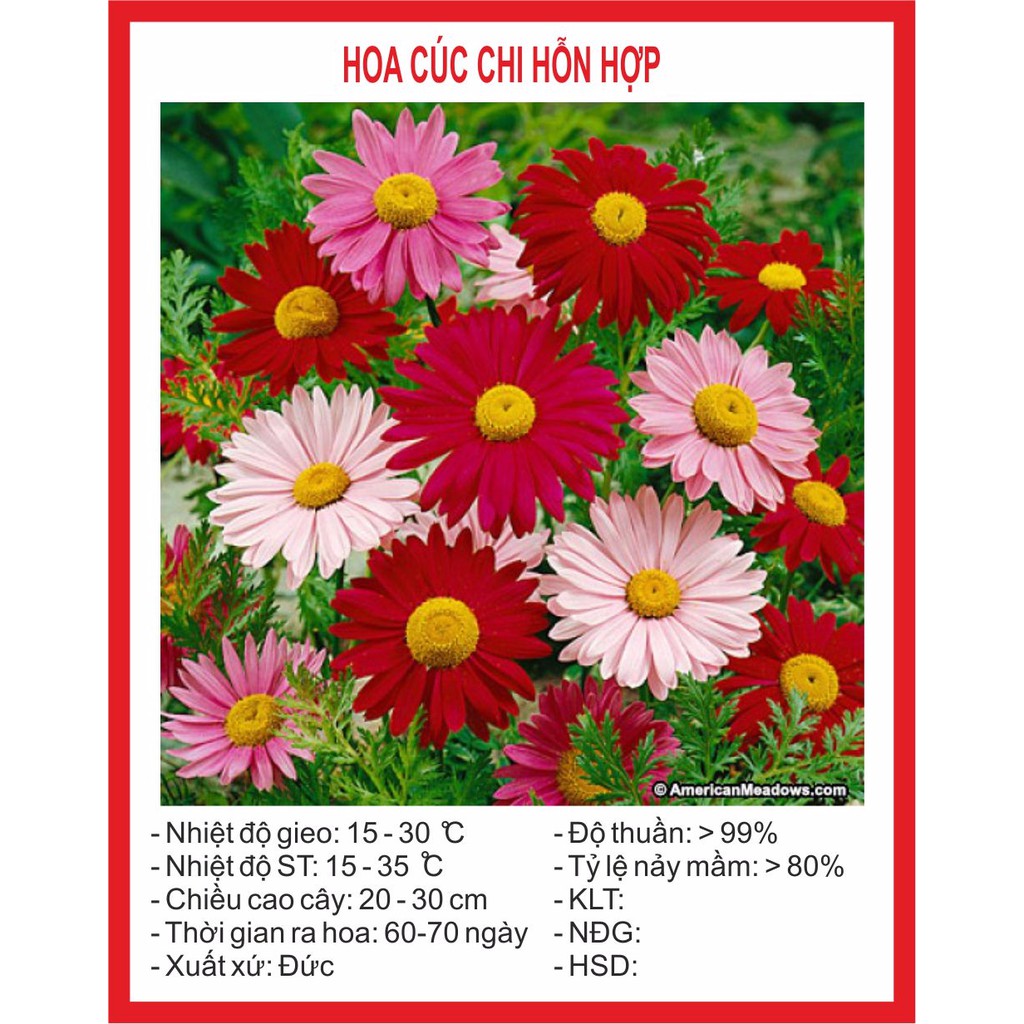 Hạt giống hoa cúc chi hỗn hợp 50 hạt