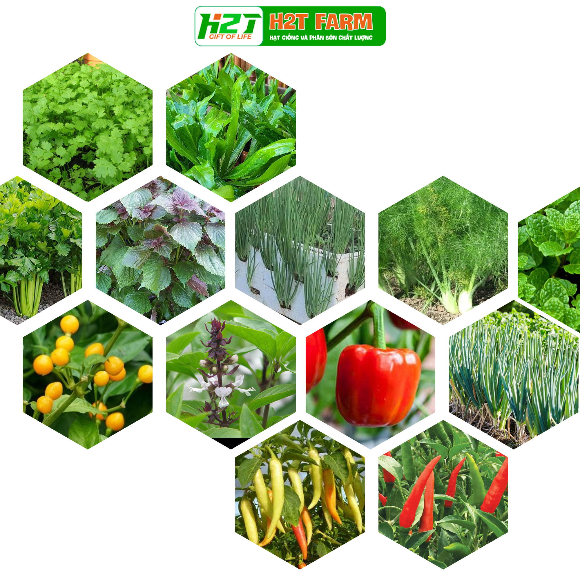 Hạt giống rau thơm, rau gia vị, ngò rí, hành lá, húng quế, ớt, thì là, tía tô, ngò gai dễ trồng - H2T FARM